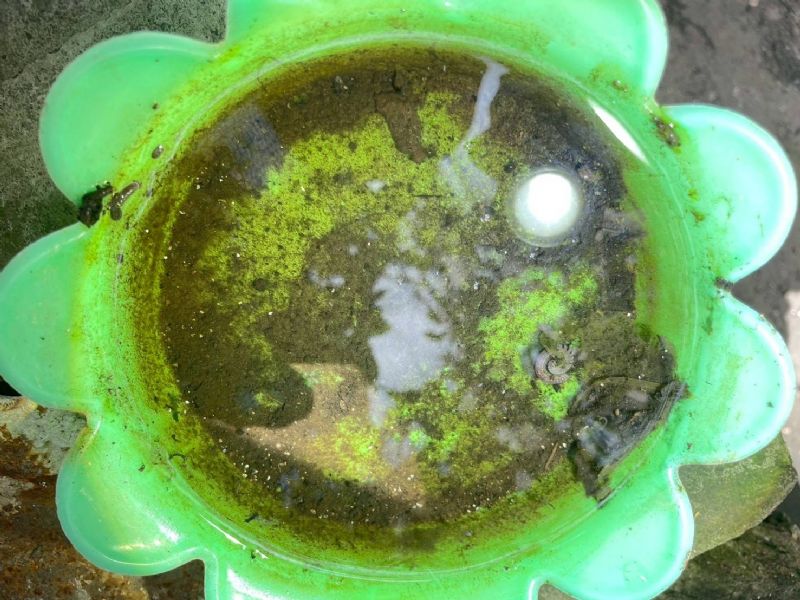 清除積水點及容器，減少病媒蚊孳生